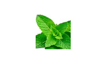 Mint